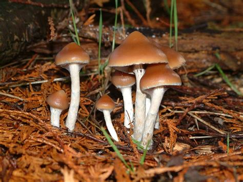 psilocybin mushrooms of the world